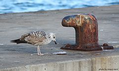 фото "seagull"