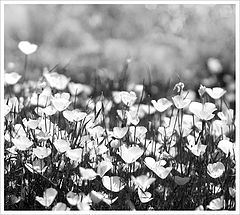 photo "***"