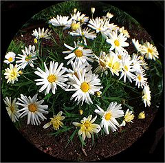 photo "Fisheye view to the flower bed."