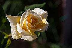photo "***"