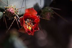 photo "***"