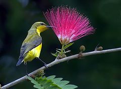 фото "sunbird"