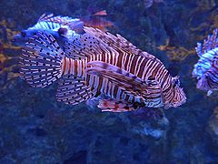 photo "Dragon fish"