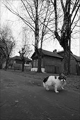 photo "***"
