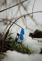 фото "Весна ..."