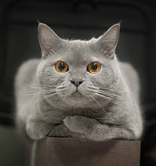 photo "***"