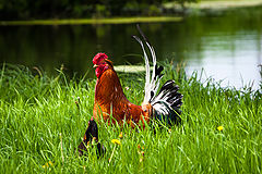 photo "Rooster and Hen"
