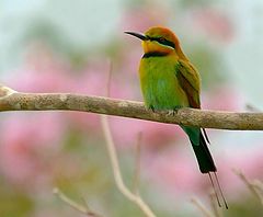 фото "bee-eater"