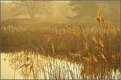 photo "***"