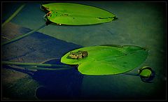 фото "Evening on the lake..."