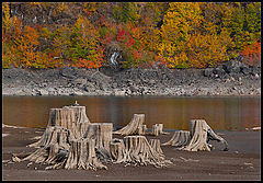 photo "Resting stumps :)"