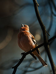 фото "..."