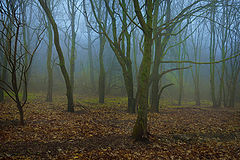 photo "mysterious forest"