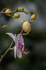 photo "***"
