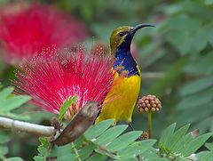 фото "sunbird (male)"