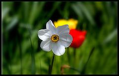 photo "An outpouring of love white, red and yellow..."