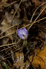 photo "***"