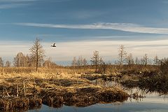 фото "Исаевское болото"