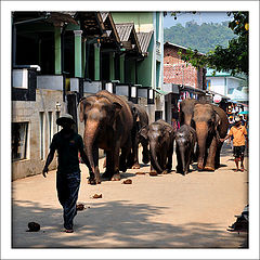 photo "Sri Lanka - impression-1"