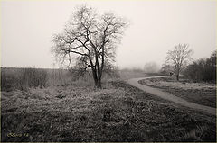 photo "dimlig morgon"