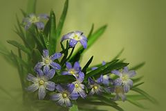 фото "Весеннее..."