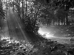 photo "Morning"