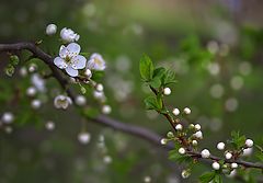 photo "Captivating freshness - the breath of spring ..."