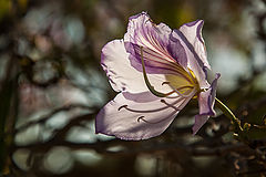 photo "***"