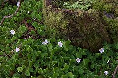 фото "Wood sorrel"