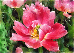 photo "tulip"
