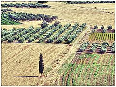 фото "Messara Plain. Crete."