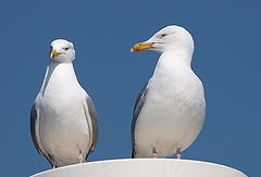photo "Yes My Dear"