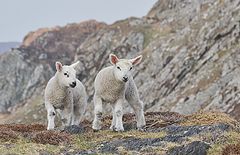 photo "Brothers"