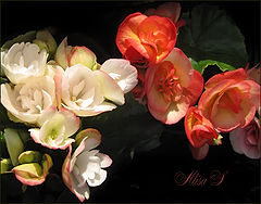 фото "Фиалки."
