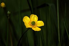 photo "*"