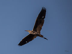 фото "Flying heron"