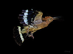 фото "Hoopoe in flight"