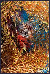 photo "Dance with lionfish"