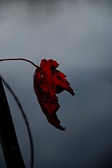 фото "=="