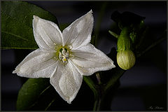 photo "***"