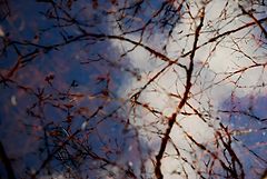 фото "Reflection"
