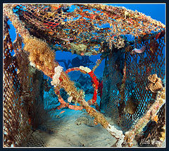 photo "Inside the cell"