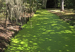 photo "Green Street"