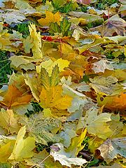 photo "***"