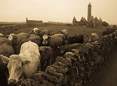 photo "Irish Life"