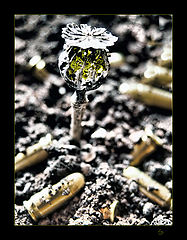 photo "feedback"