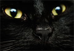 photo "***"