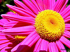 фото "Summer"
