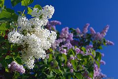 photo "lilac"