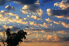 photo "In the evening beams"